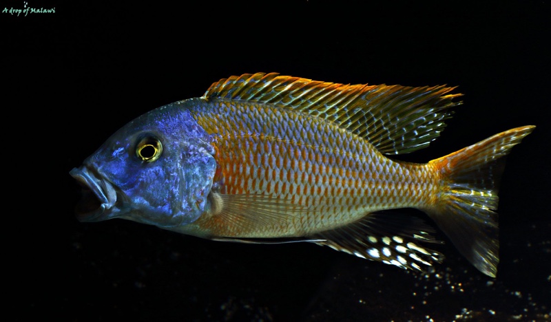 Buccochromis rhoadesii